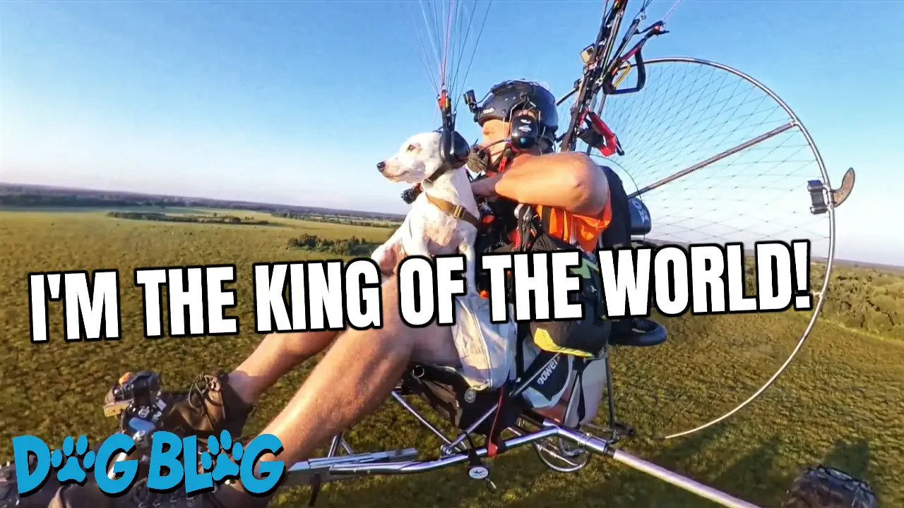 Dog flies in paramotor