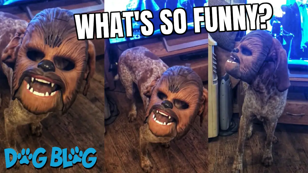 dog wears Chewbacca mask