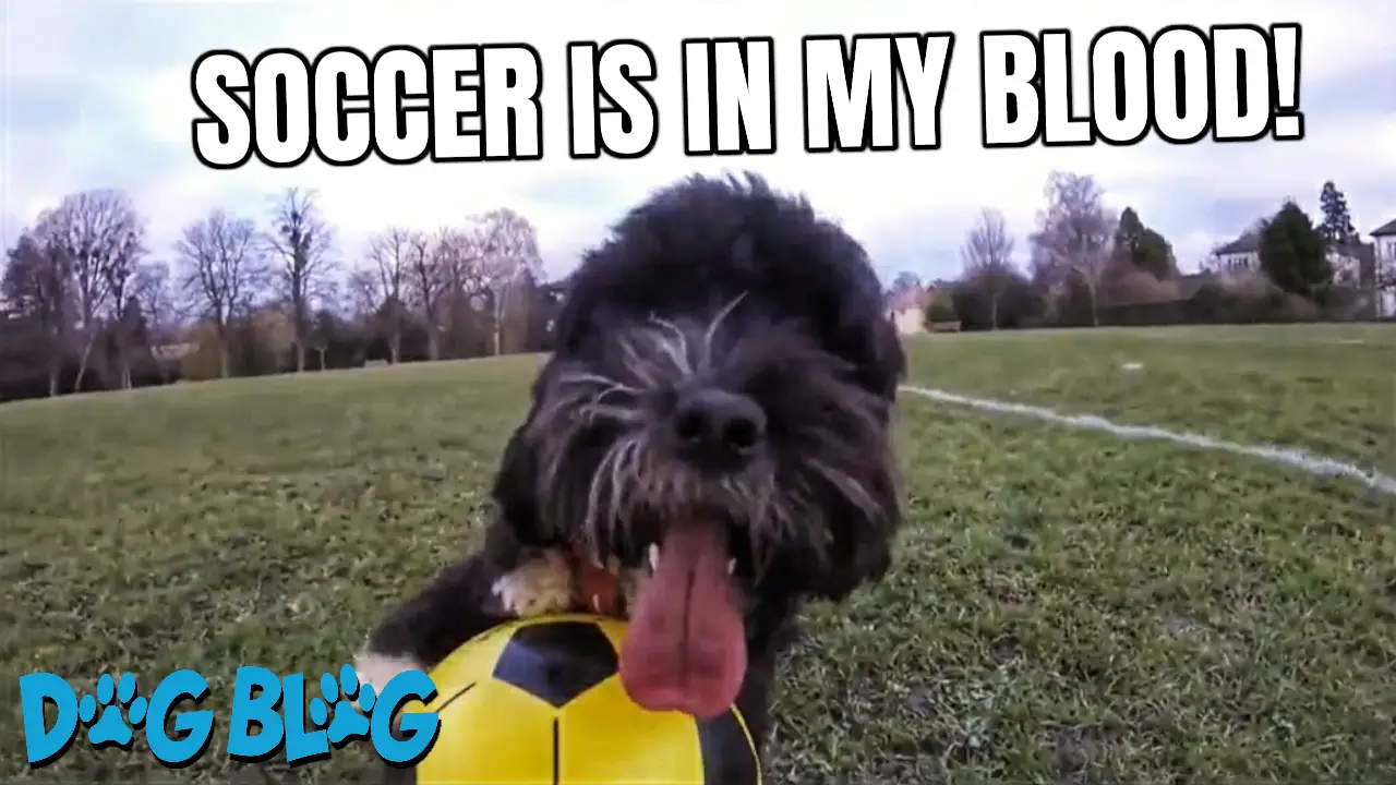 dog loves soccer