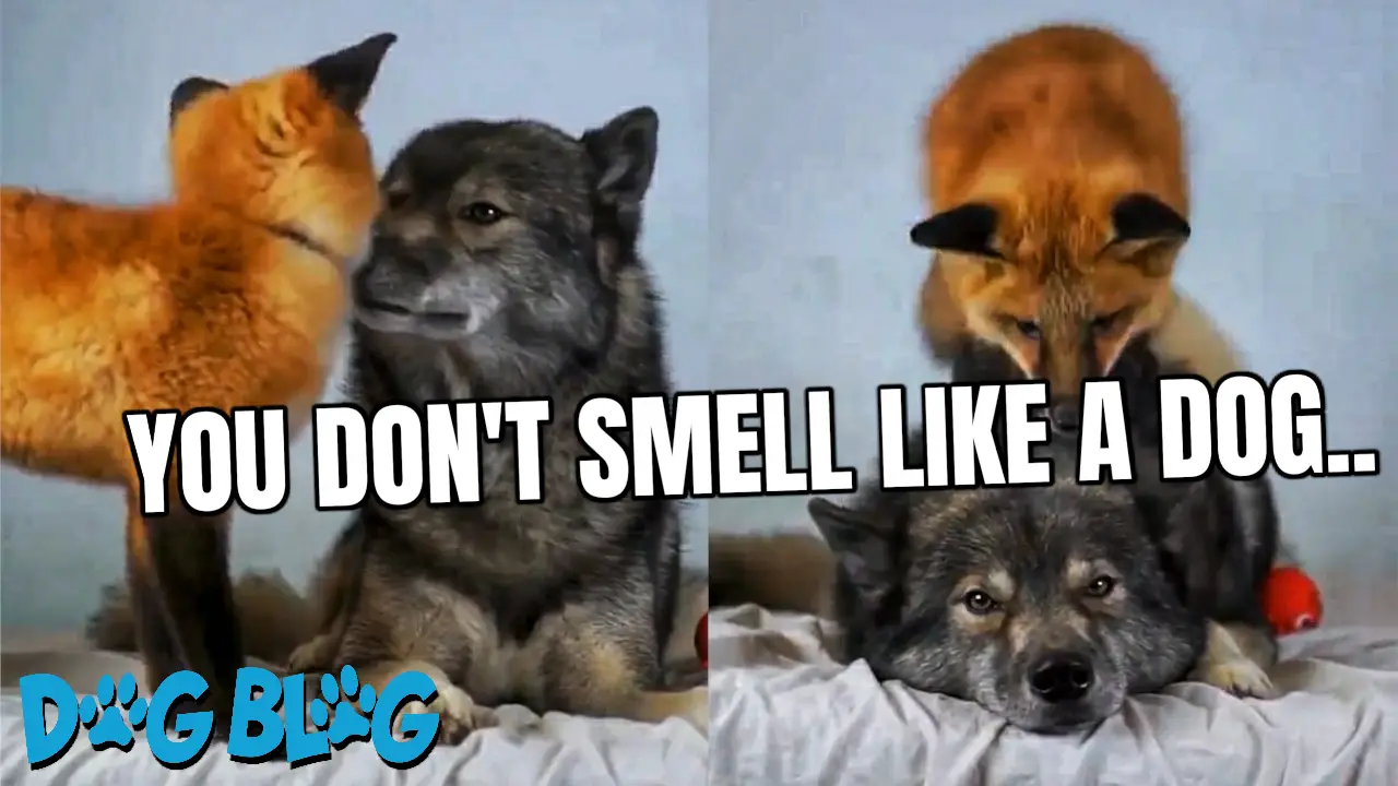 dog and fox play on bed