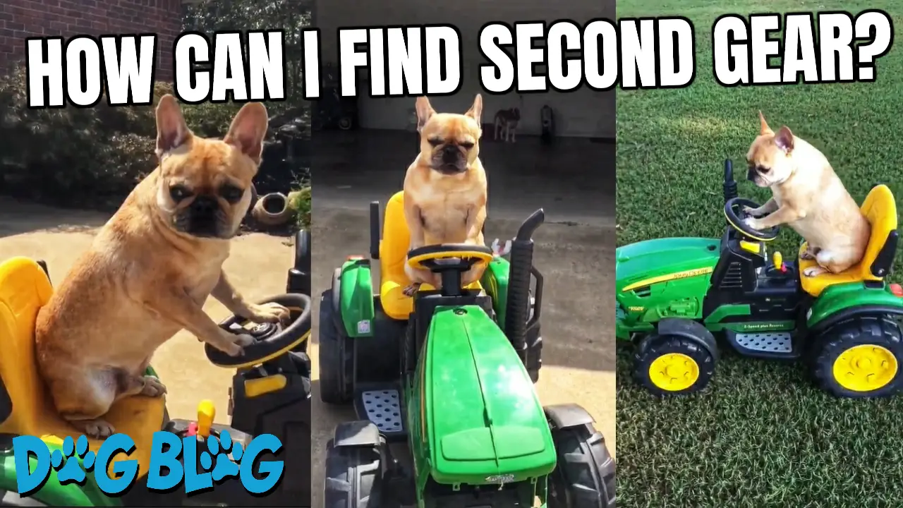 dog rides toy tractor