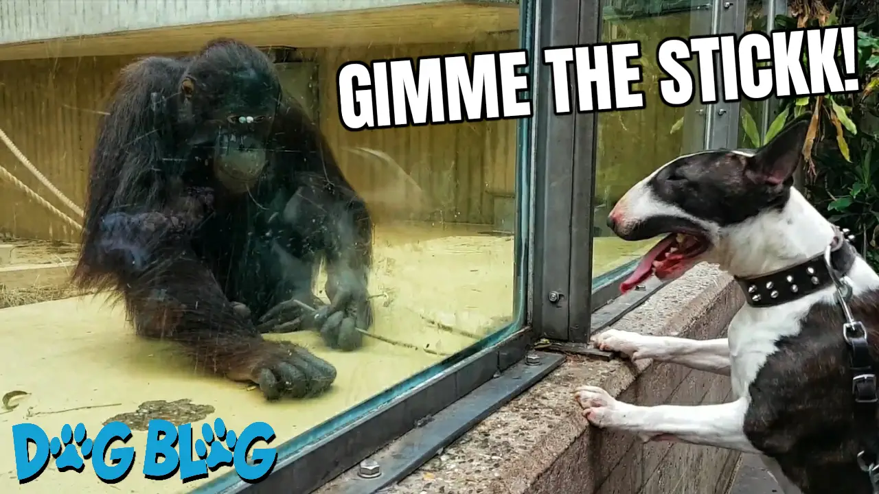 Orangutan plays with dog