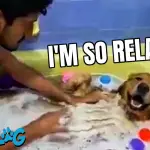 dog loves bath time