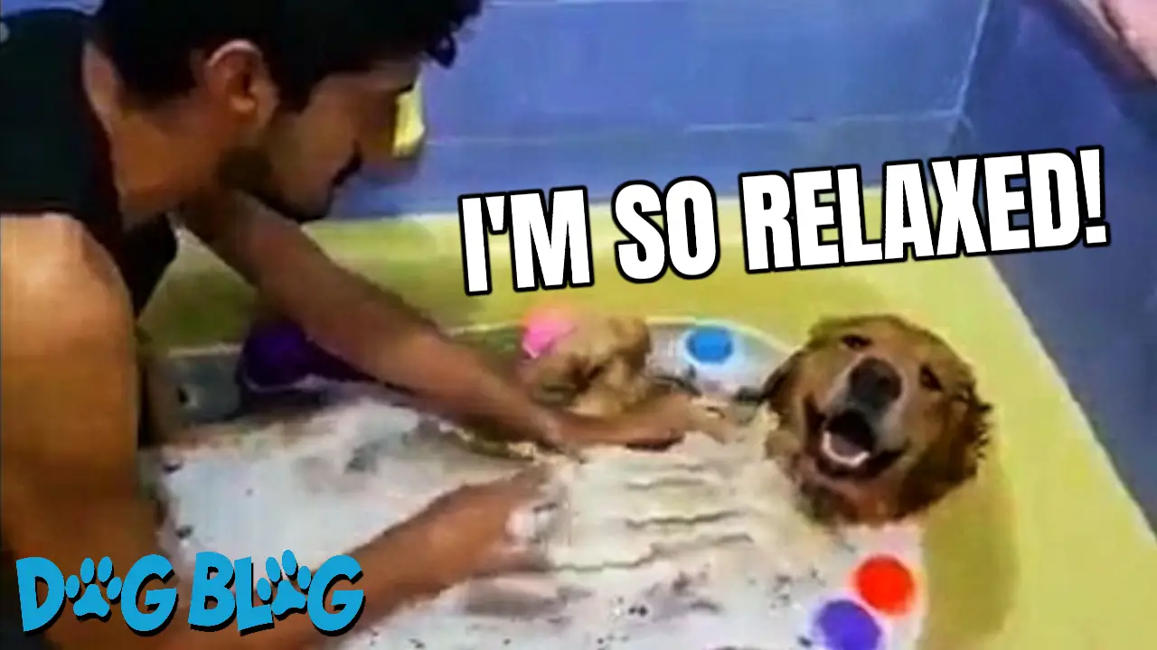 dog loves bath time