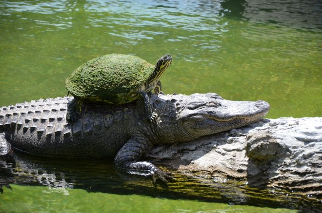 turtle on alligator