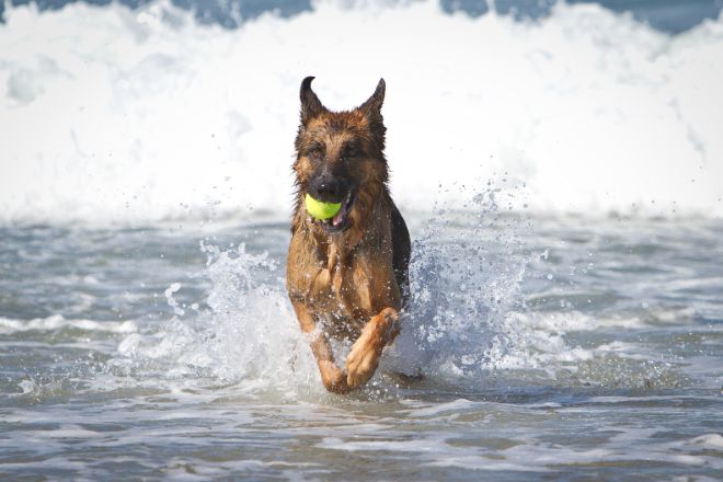 Dog with Tennis Balls