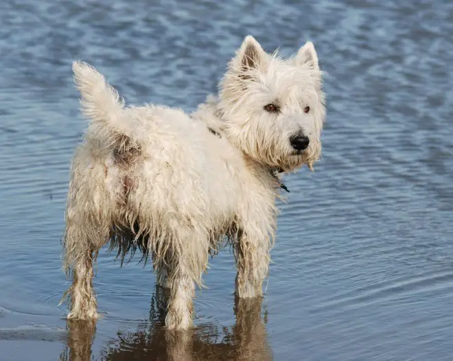 westie in water