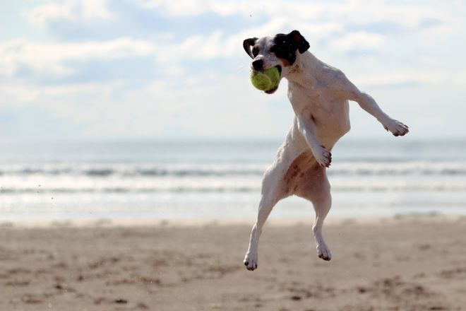 Dog with Tennis Balls