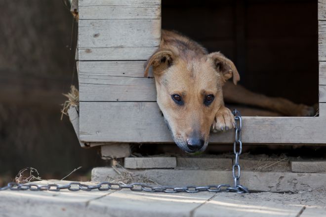 Dog Recover From Abuse