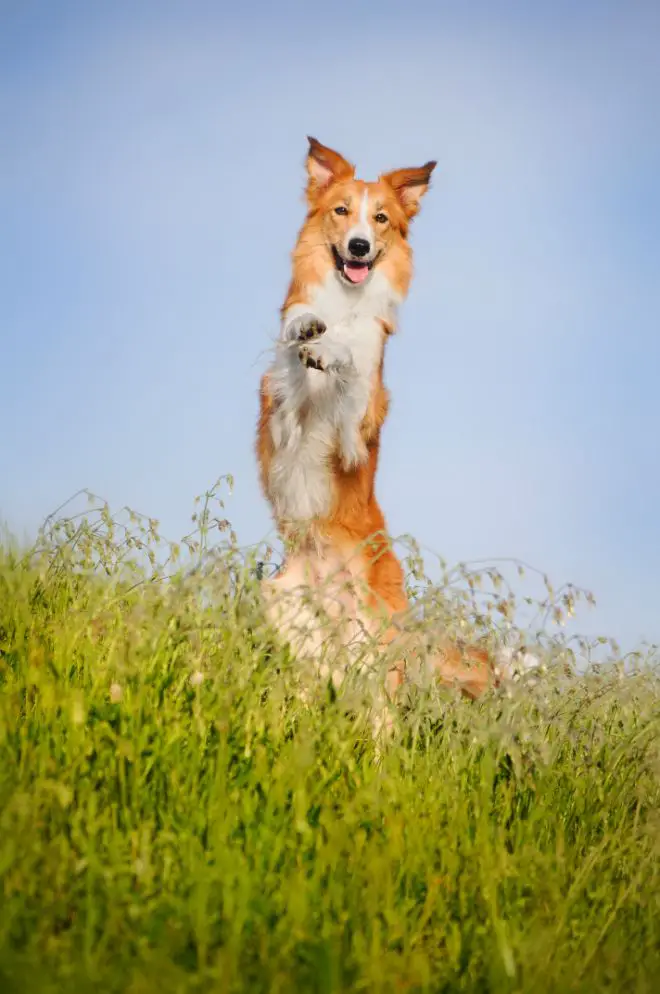 Dog Standing on Hind Legs
