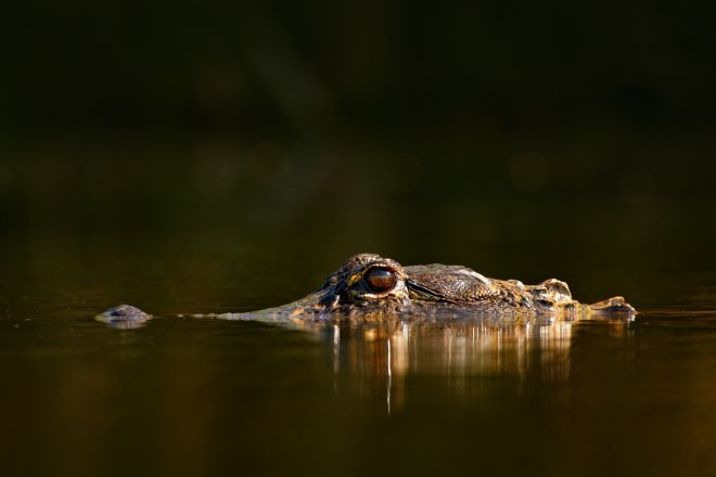 alligator eye above water