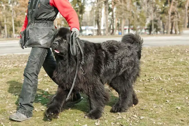 Newfoundland Dog