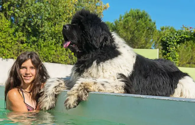 Newfoundland Dog