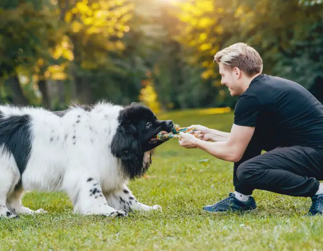 Newfoundland Dog