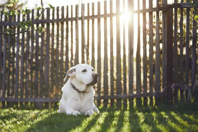 Dog Fence