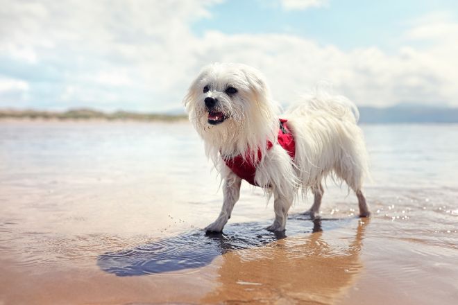 westie on beach