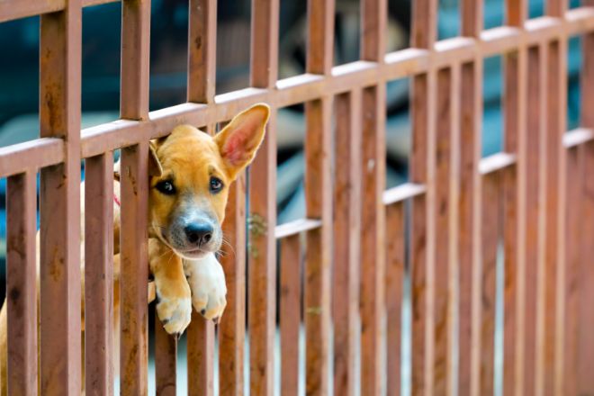 Dog Fence