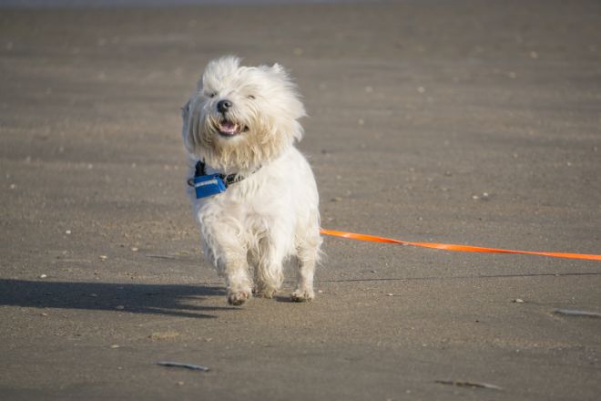 westie smiling on beach