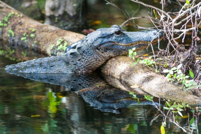 alligator on log