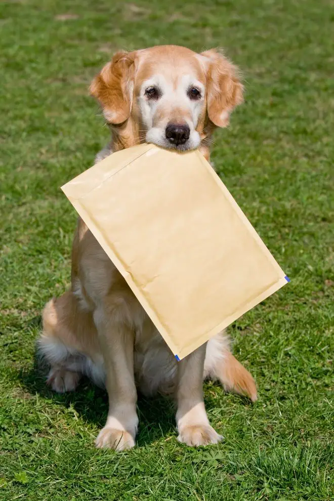 Dog Mail