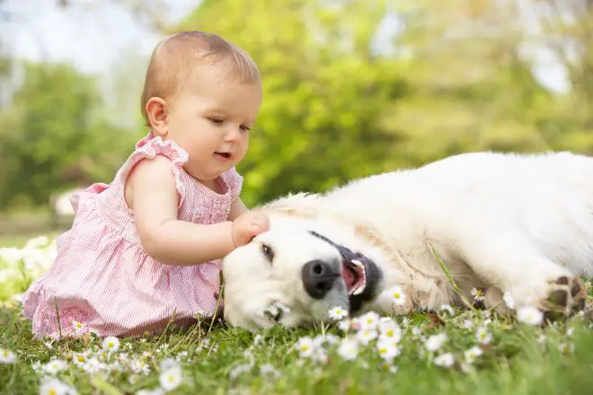 Dog with Baby