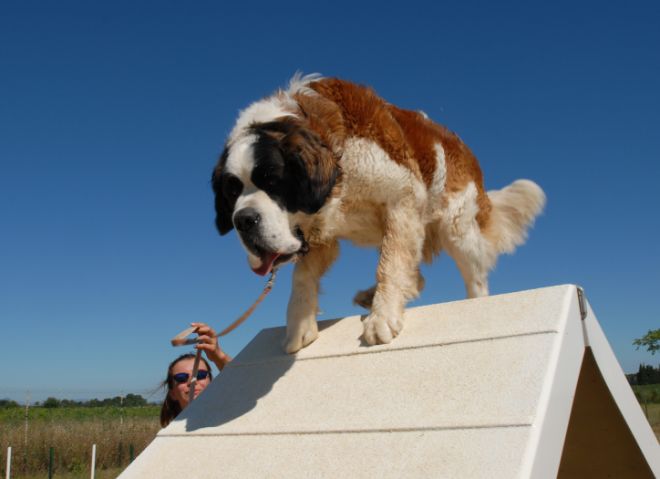 Saint Bernard Dog