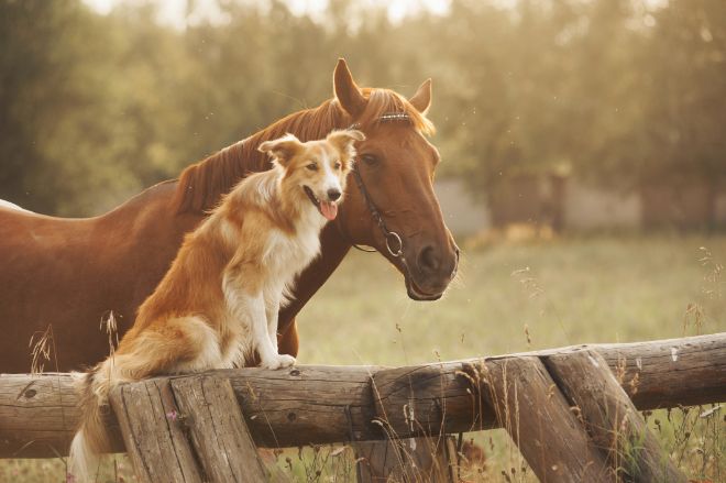 Dog and Horse