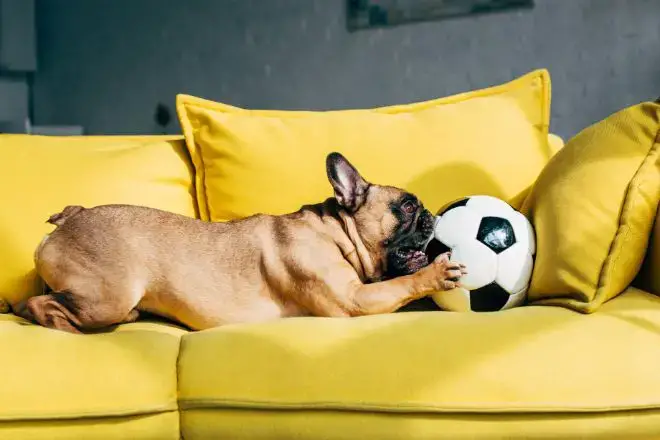 Dog Playing Soccer