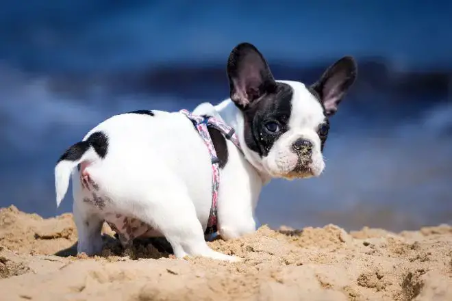 Puppy at the Beach