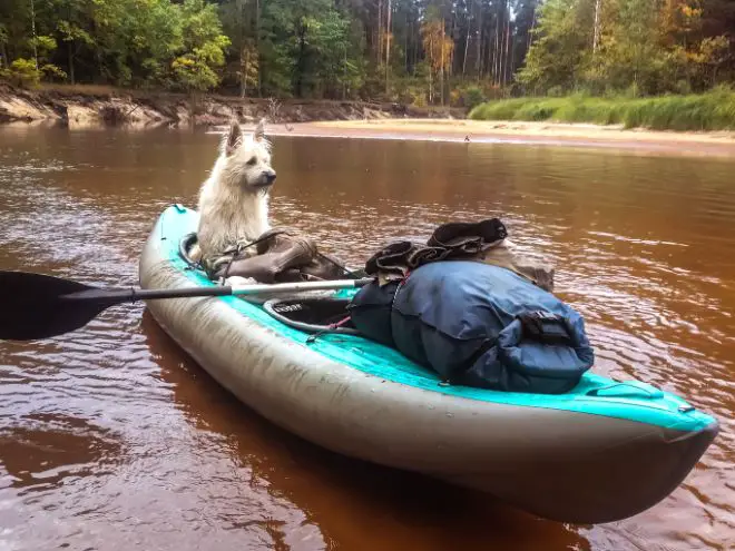 Dog in Kayak