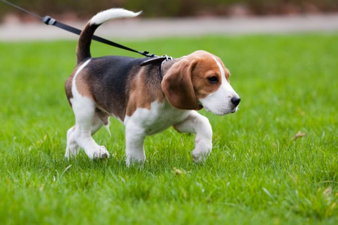 dog walking on leash