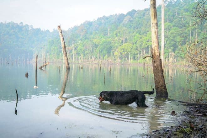 dog in water