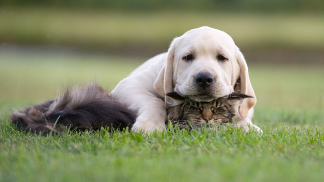 Dog and Cat