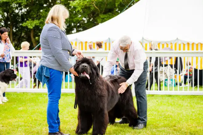 Newfoundland Dog