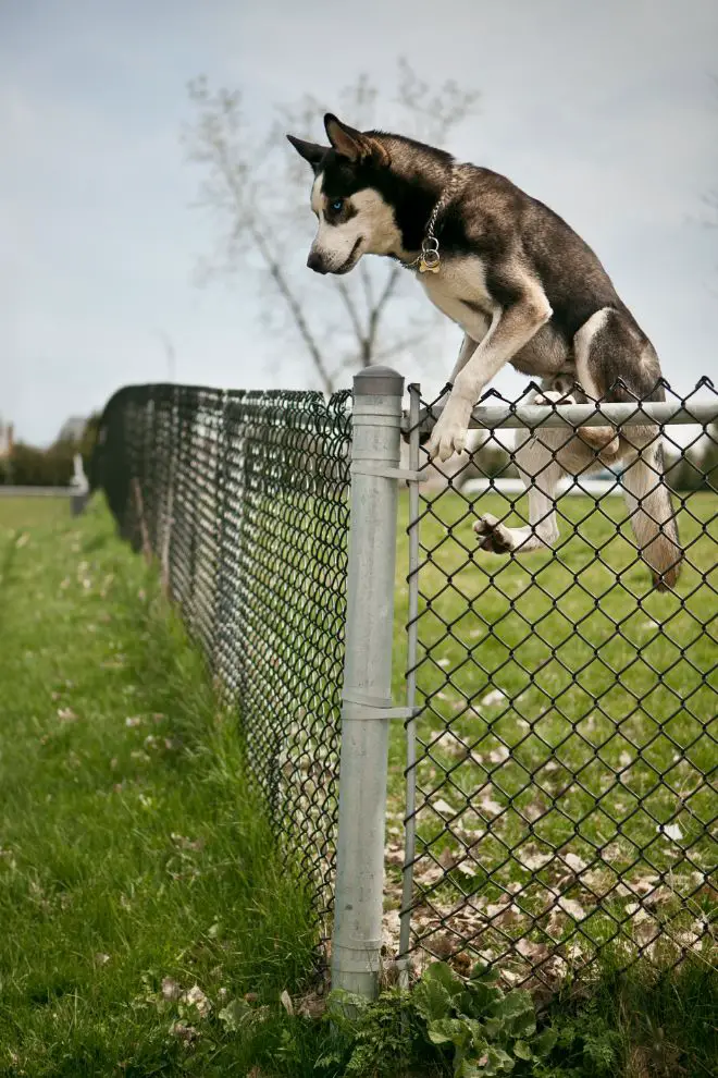 Dog Fence