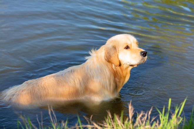 dog in shallow water
