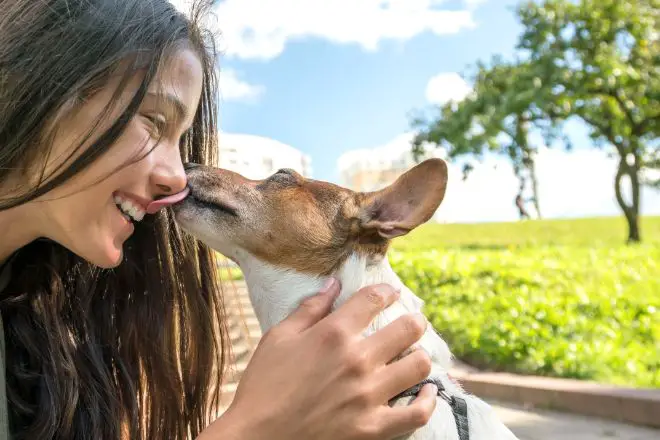 Dog Cleft Lip