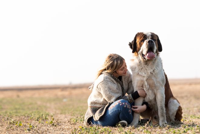 Saint Bernard Dog