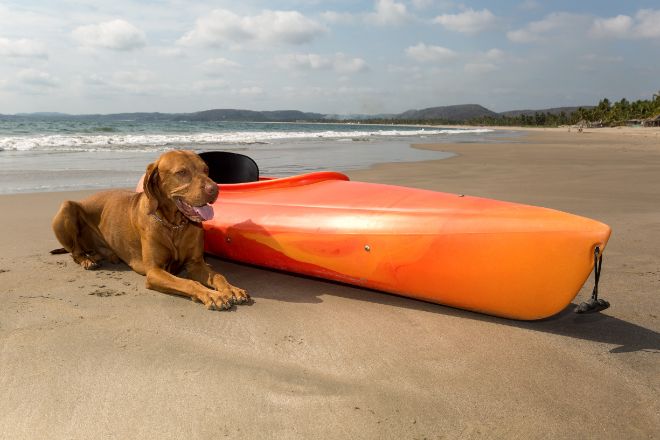 Dog in Kayak