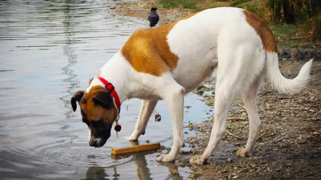 dog on edge of water