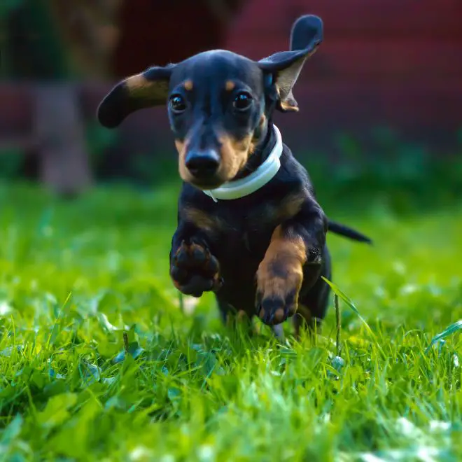 Miniature Dachshund