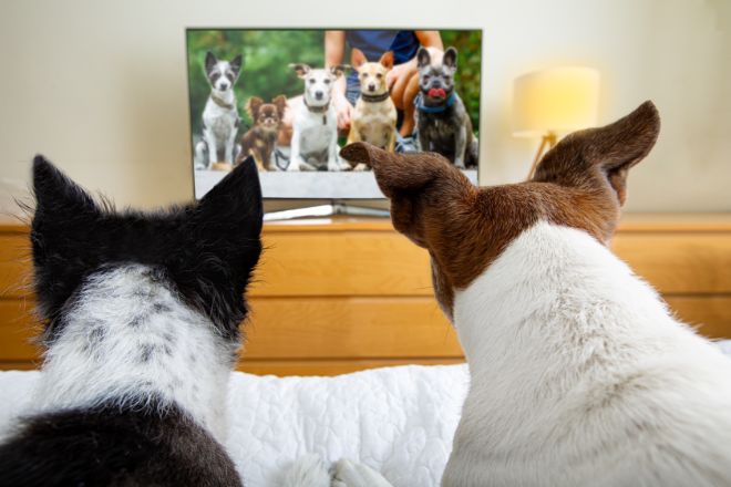 Dog Watching Movie