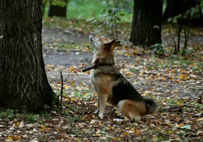 Dogs and Crows