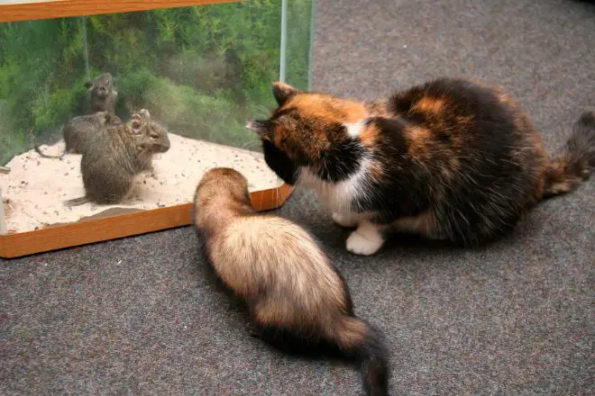 ferret and cat