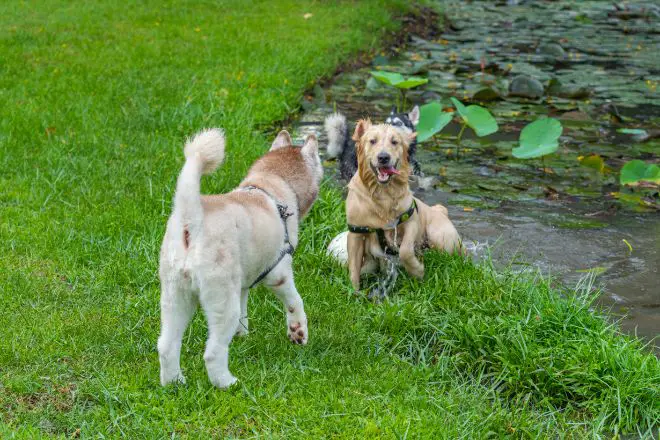 dogs playing near water