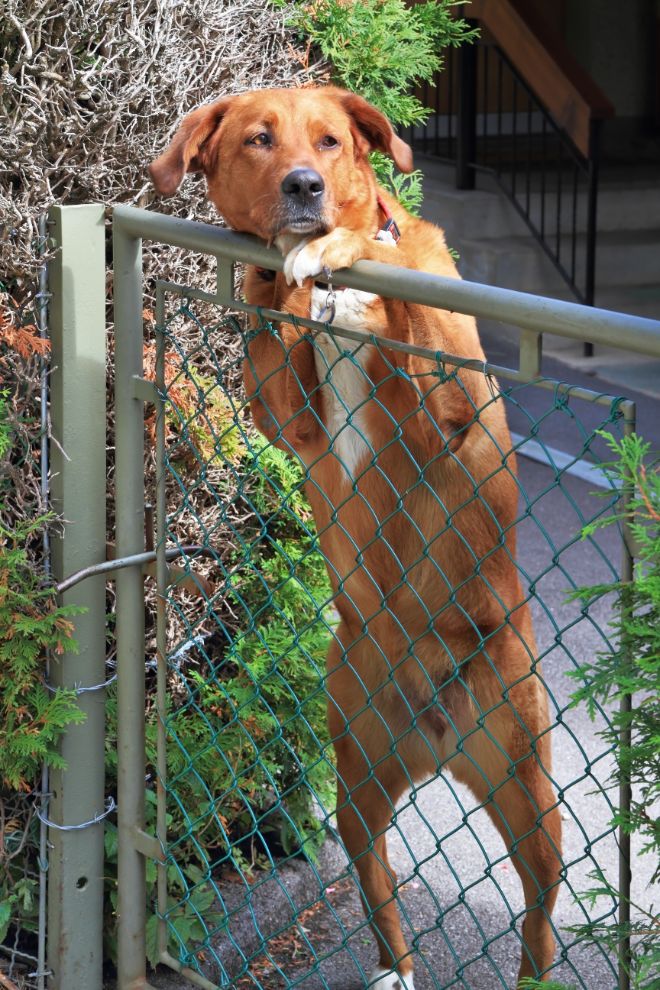 Dog Fence