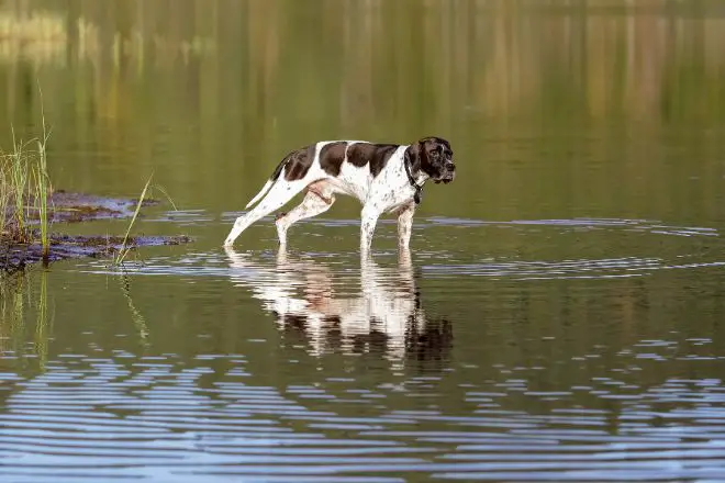 dog looking into water