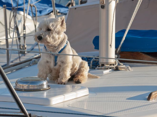 westie on sailboat