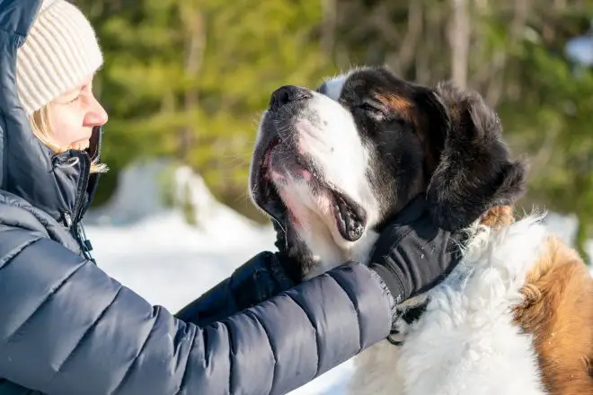 Saint Bernard Dog