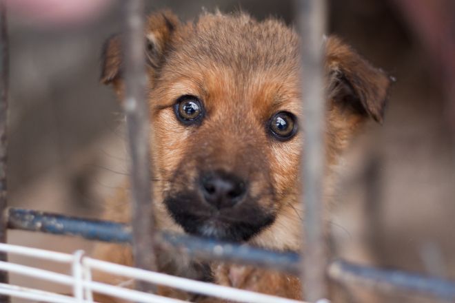 Dog Recover From Abuse